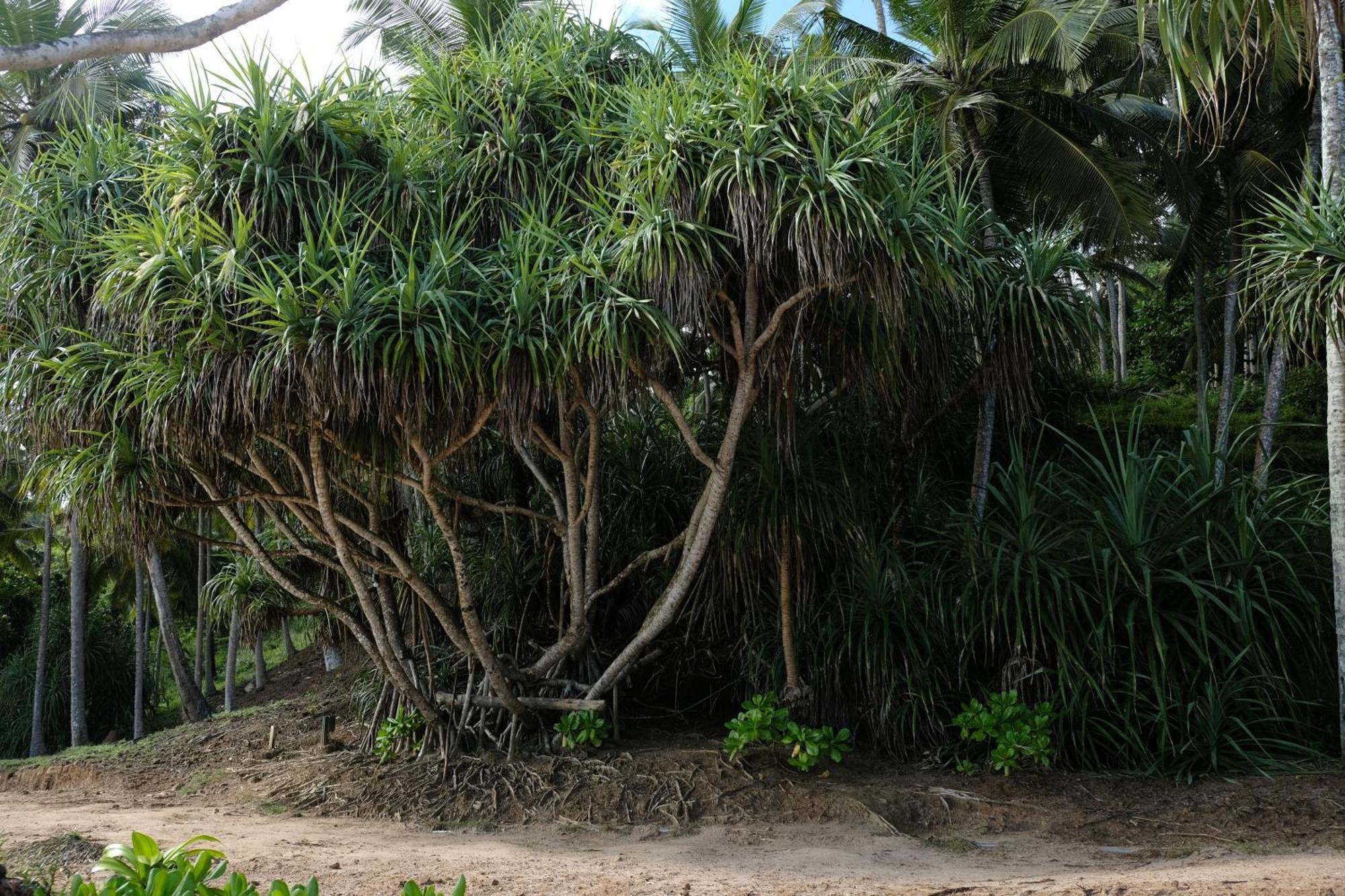 Menaka Homestay Tangalle Eksteriør billede
